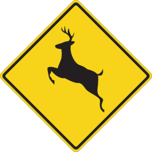 How to lower your risk for a deer collision in New Hampshire