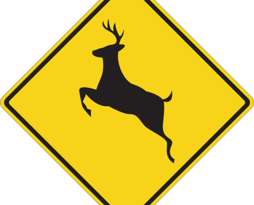 How to lower your risk for a deer collision in New Hampshire