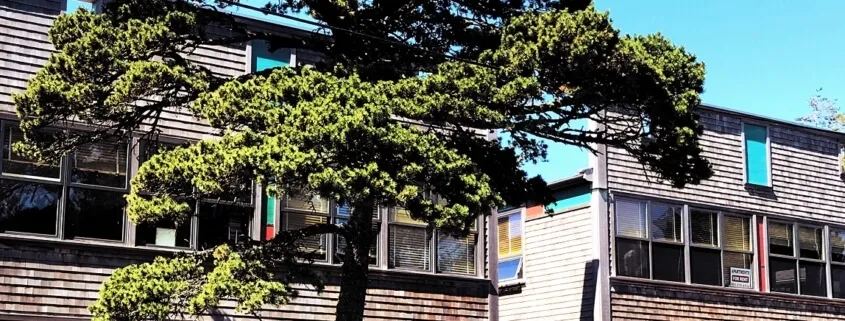 Tree in front of wooden building